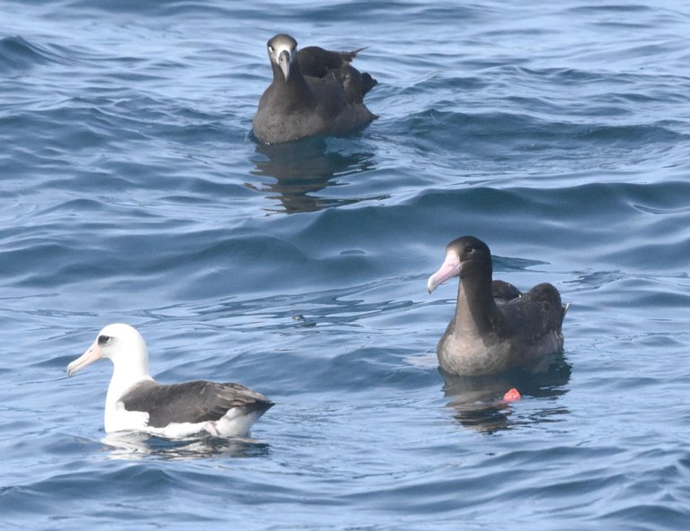 3 species of Albatross 3-12-2019 on Westport Seabirds trip.jpg