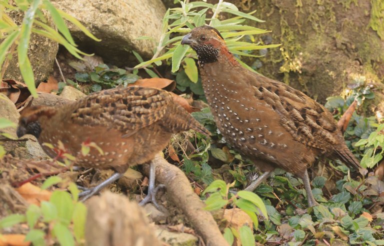 Spotted Wood-Quail_0Y0A2713  2023-03-23 .JPG