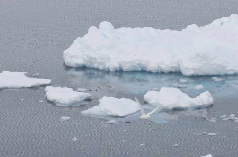 Snow Petrel over Icy Water_0Y0A7968 2022-11-22 Antarctica.JPG