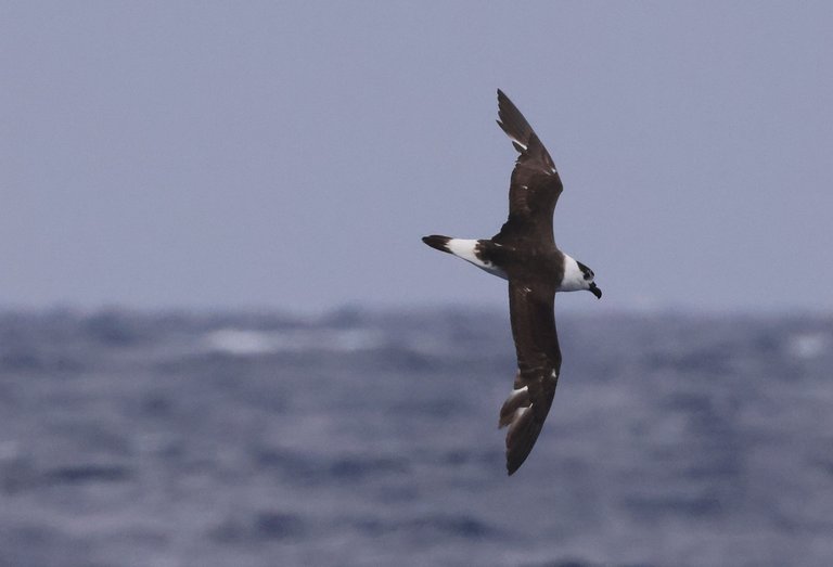 BCPE_0Y0A6667 2023-05-21 Hatteras Pelagic.JPG