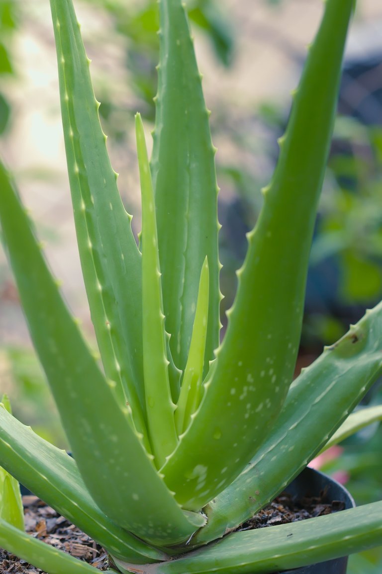 aloevera4733276_1920.jpg