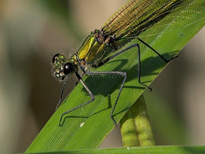 P6110311_02.jpg