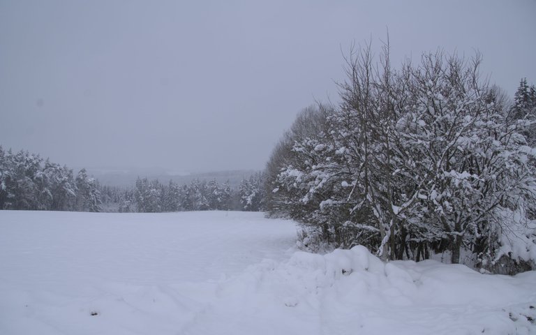 IMGP4867.jpg