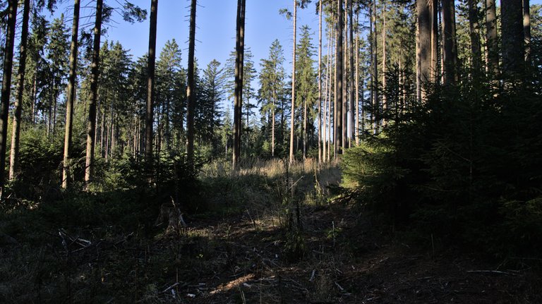 IMGP2458.jpg