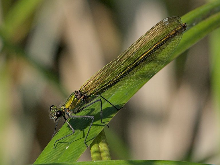 P6110311_01.jpg