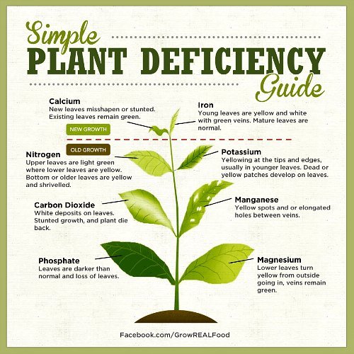 PlantNutrientDeficiencySymptoms.jpg