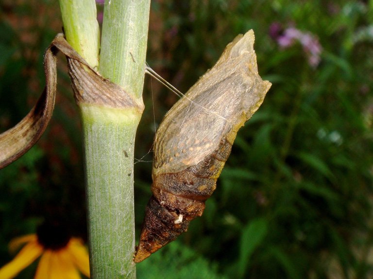 chrysalis-g57107610a_1920.jpg