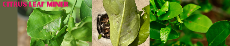 Citrus Leaf Miner.png