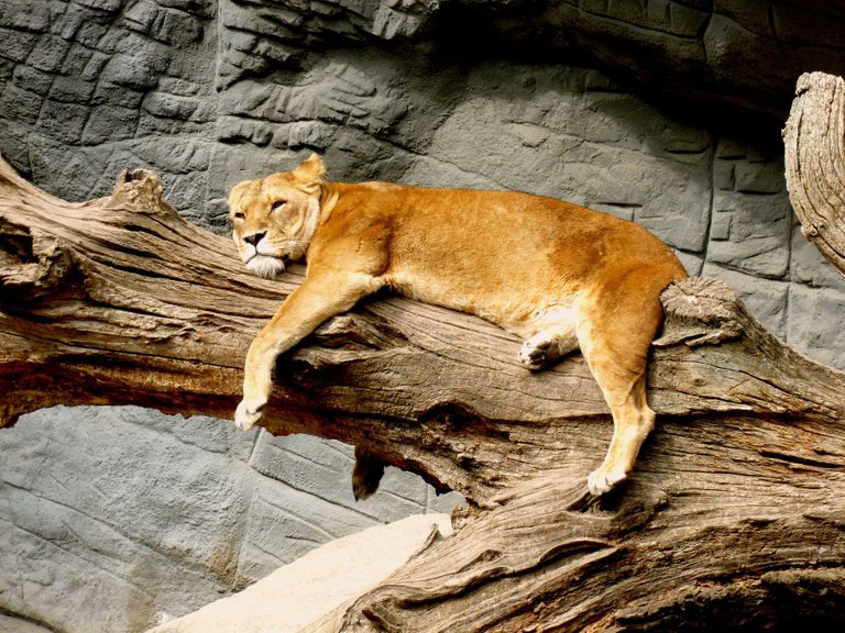 lioness-1560228_1920.jpg