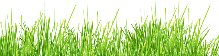 purepng.com-grassgrasstype-of-plantgrasslandgrass-lawn-1411527052699i7tp0.png