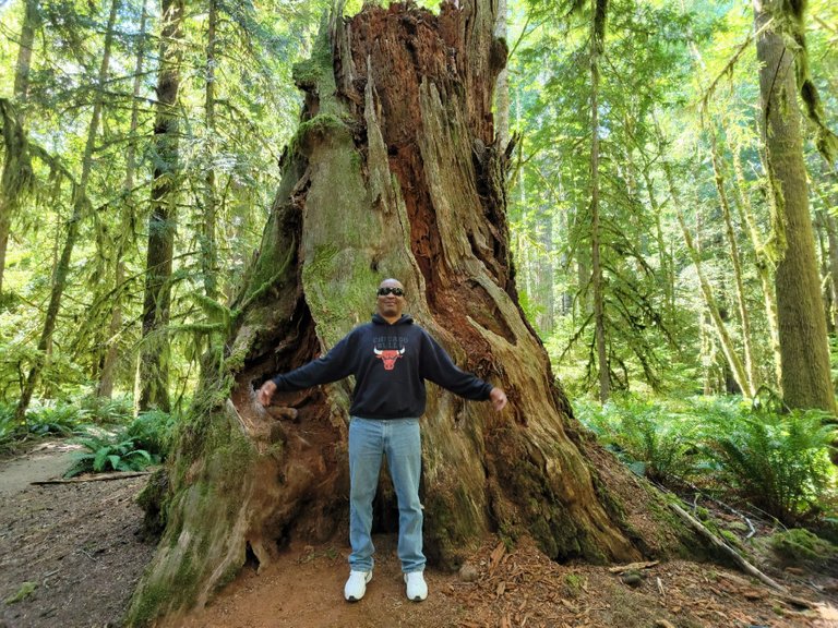 stump from huge old tree.jpg