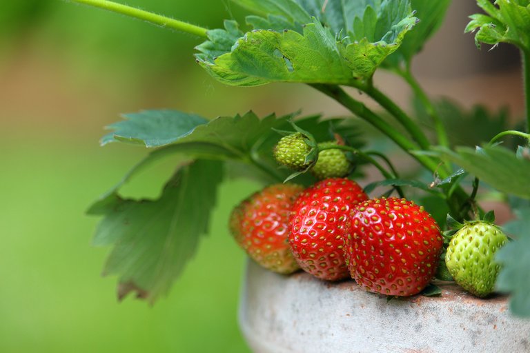 strawberries4284091_1920.jpg