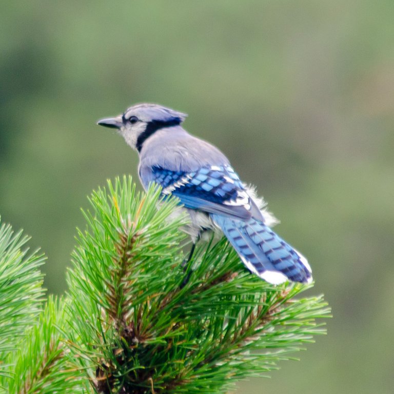 COASTB BlueJay.jpg