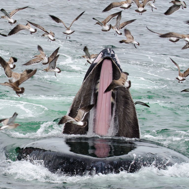 COASTW Whale Baleen.jpg