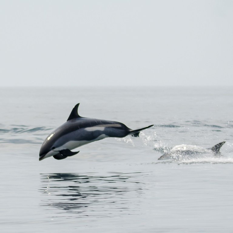 COASTW DolphinJump.jpg