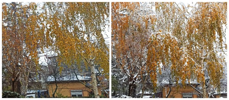 BeFunky-collage (4).jpg