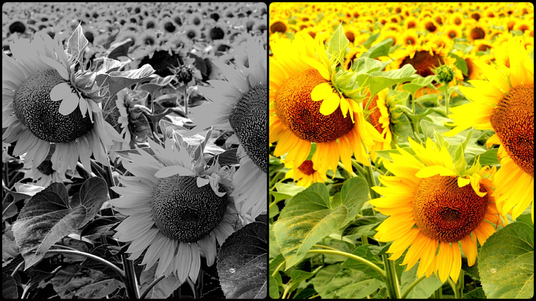 photo-collage.png (4).png
