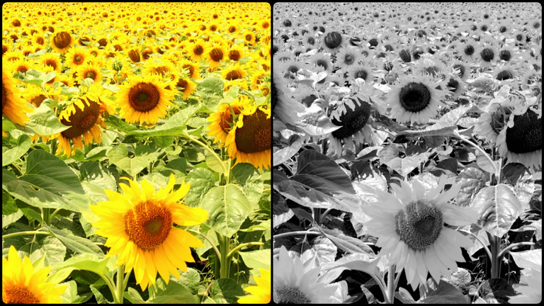 photo-collage.png.png