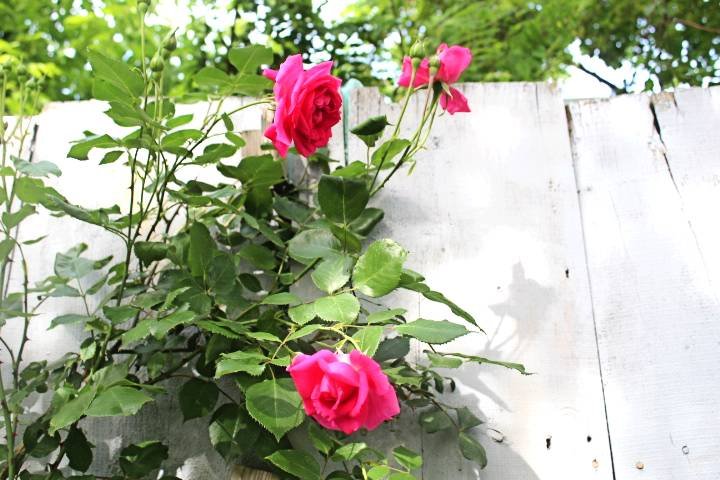 IMG_0098.jpg