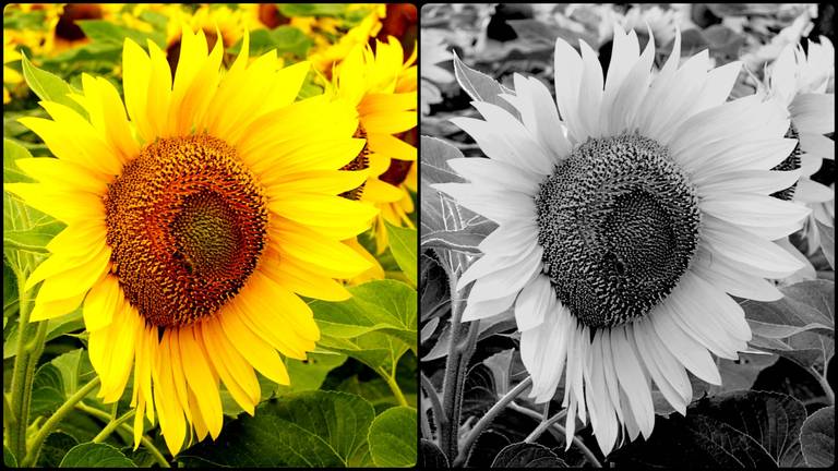 photo-collage.png (5).png