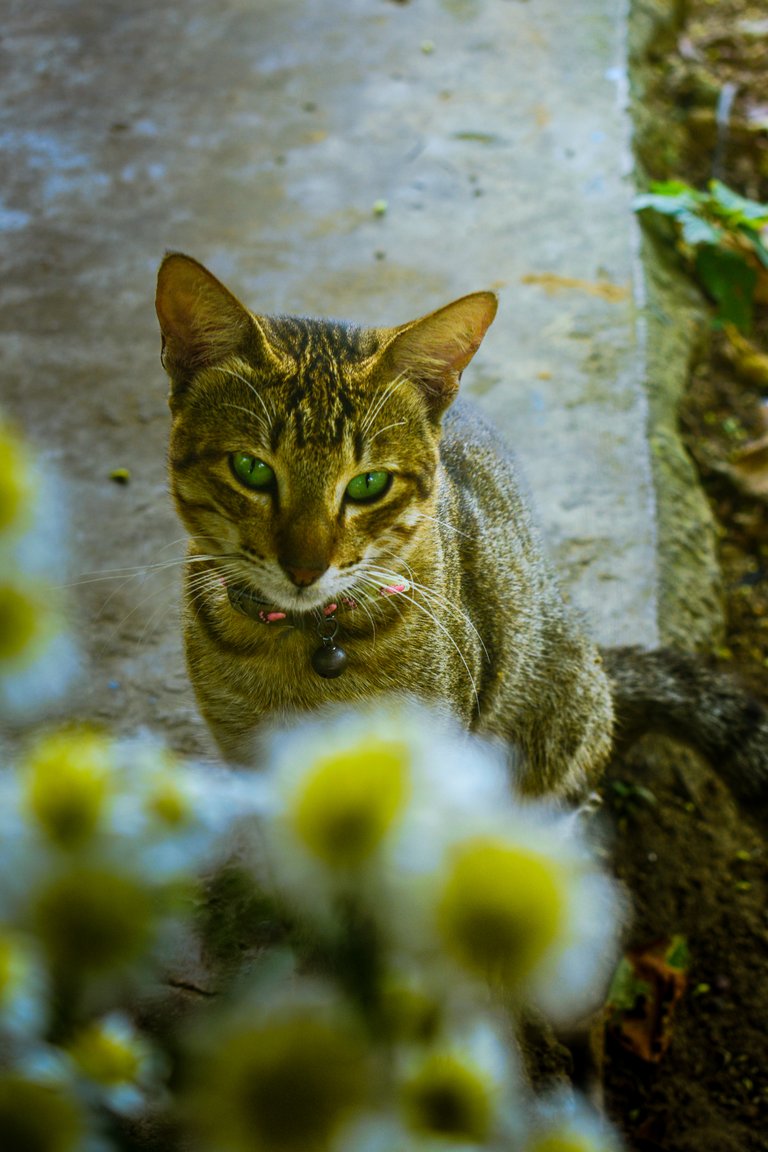 Benjie our foster cat