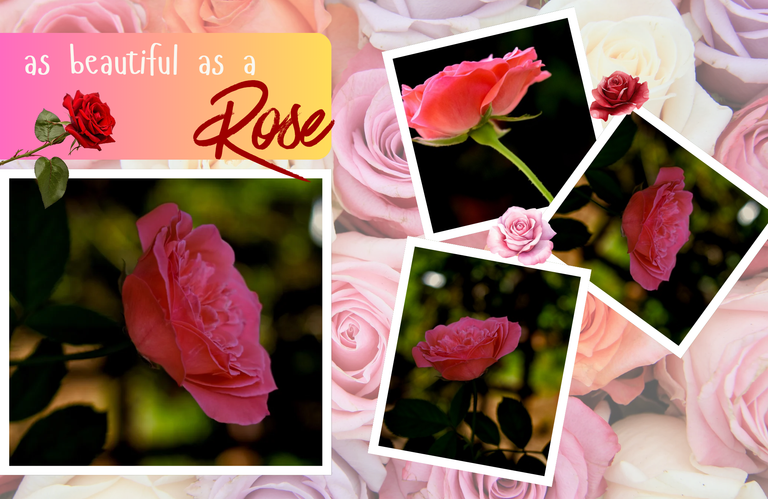Life is as beautiful as my newly bloomed pink rose