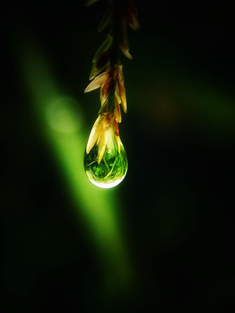 📸 PhotoFeed Contest - Macro Photography Round 127 - The Droplet