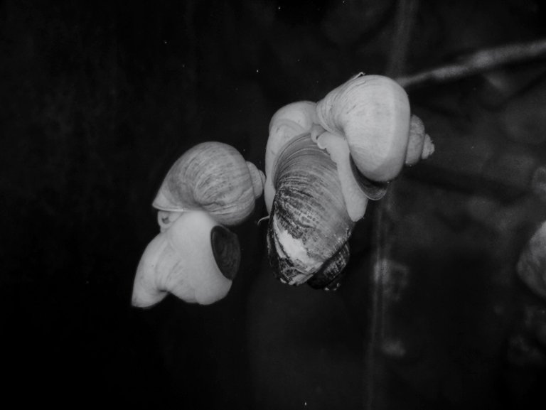 PhotoFeed Contest - Black & White Photography Round 124 = Snails