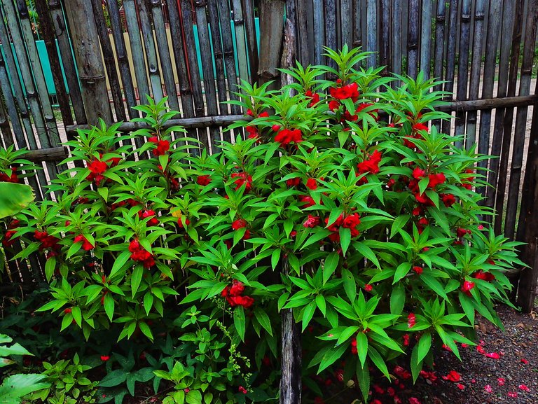 My kamantigue plant and it's benefits: medicinal and recreational benefits 😁