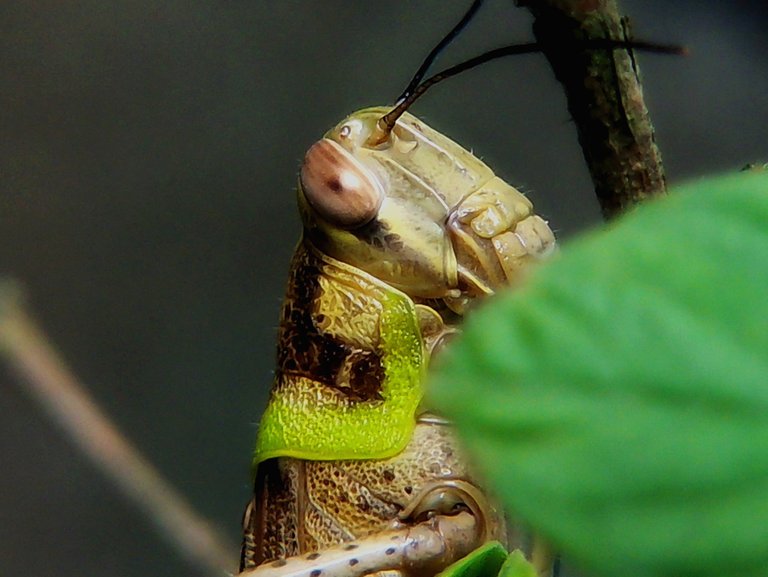 The GWD - The Grasshopper with disabilities 😁
