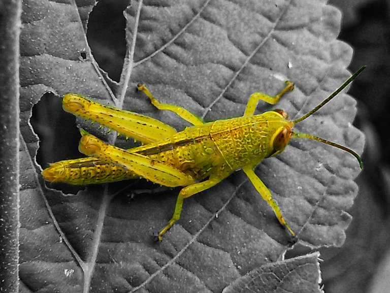 Random photos of plants and insects 