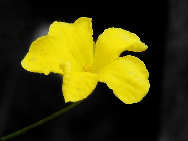 📸 PhotoFeed Contest - Macro Photography Round 128 - Yellow 