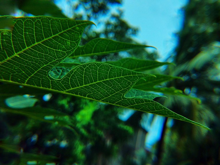 🍃🍀 Nature after a Rainy day 💧🌧