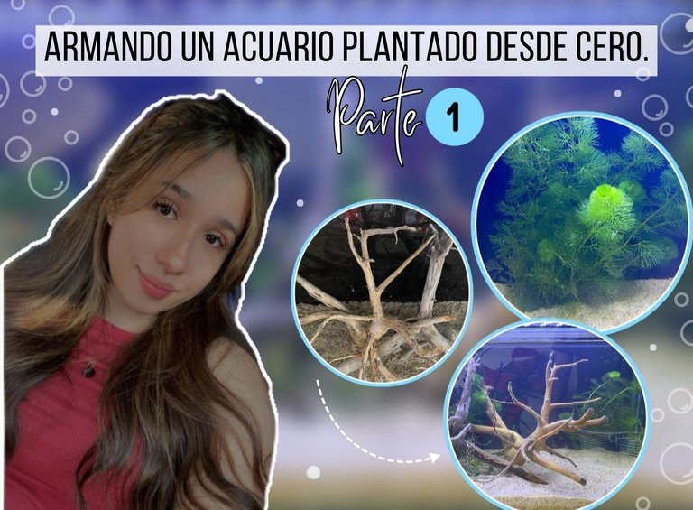 Armando un acuario plantado desde cero..jpg