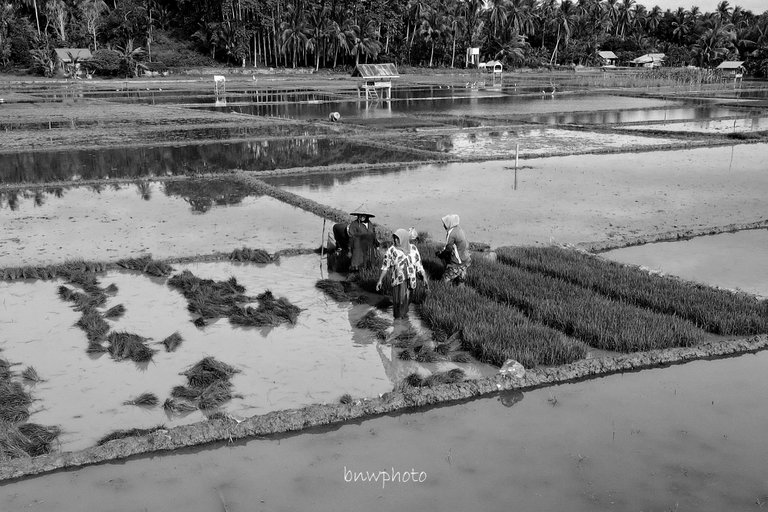 DJI_0633.JPG
