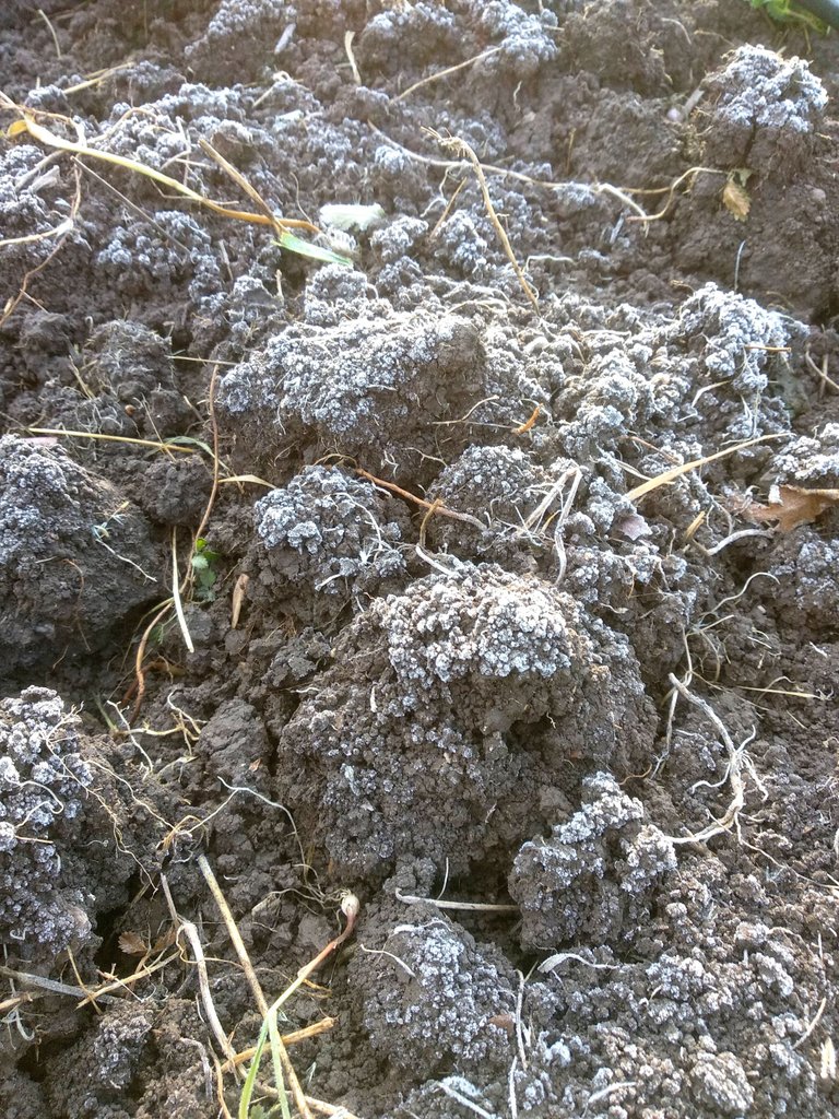 Soil frozen ot 7th of May. That frost killed all planted out vegetables and herbs...