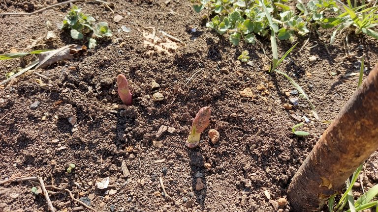 Asparagus poking thorugh (and almost weeded - highly unusual!)