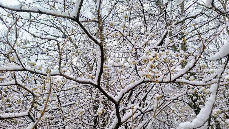Snowed in Cornus Mas - Cornelian cherry, the first tree to bloom here