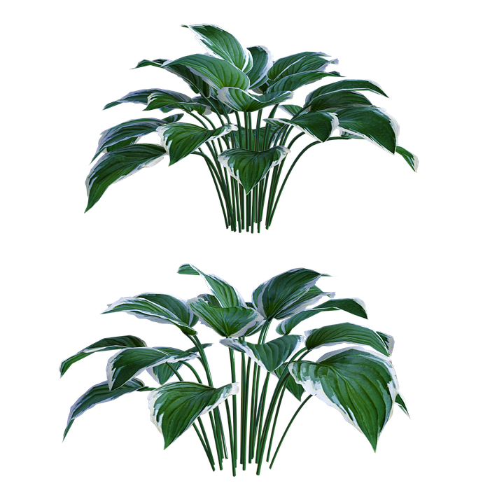 plants-4757288_960_720.png