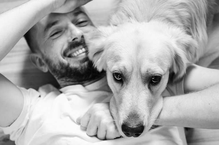 dog-4507976_1280.jpg