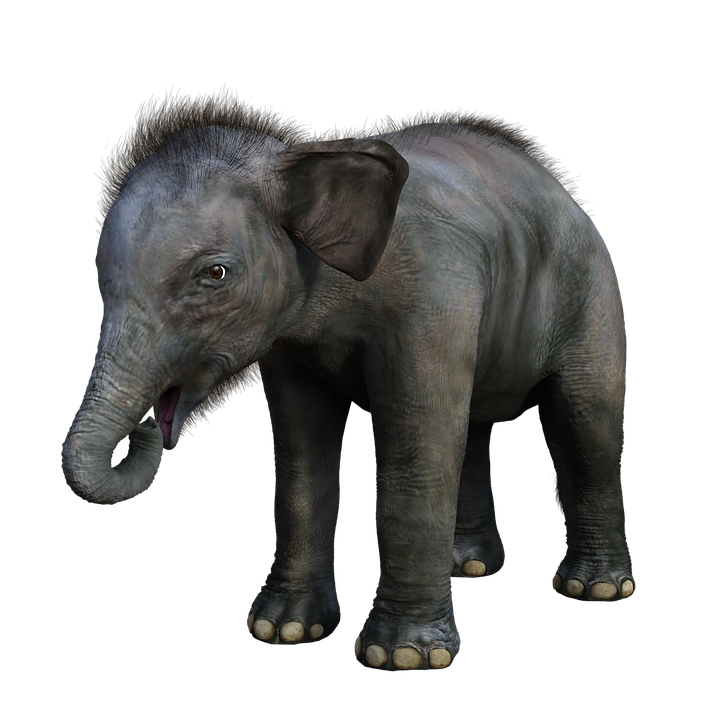 elephant-3967732_960_720.png