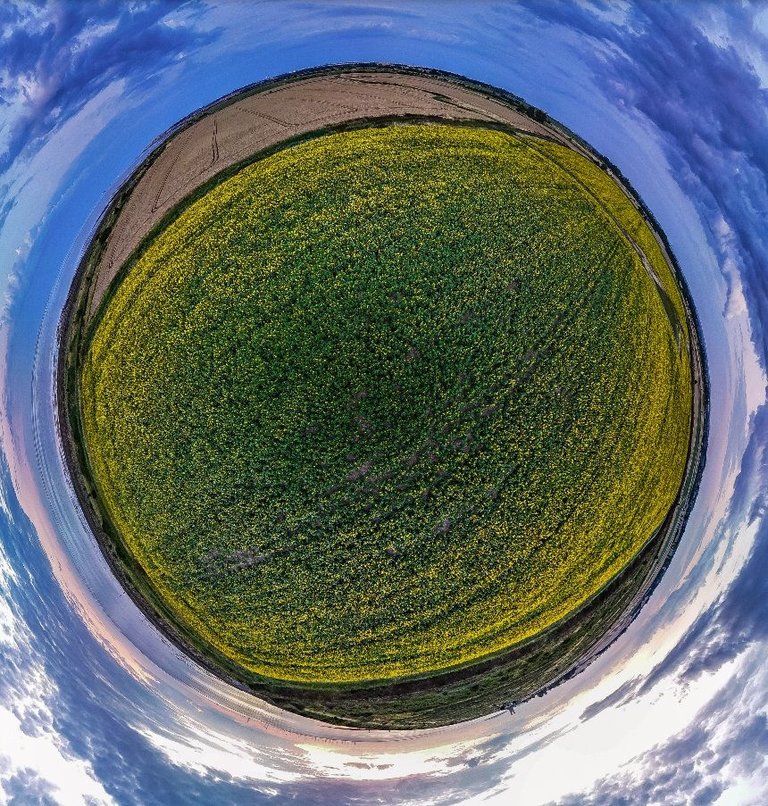 Kent Reculver Towers Sunflowers planet.jpg
