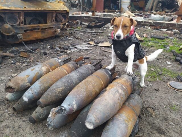 Tiny_Dog_Finds_Explosives-e1650901861369.jpg