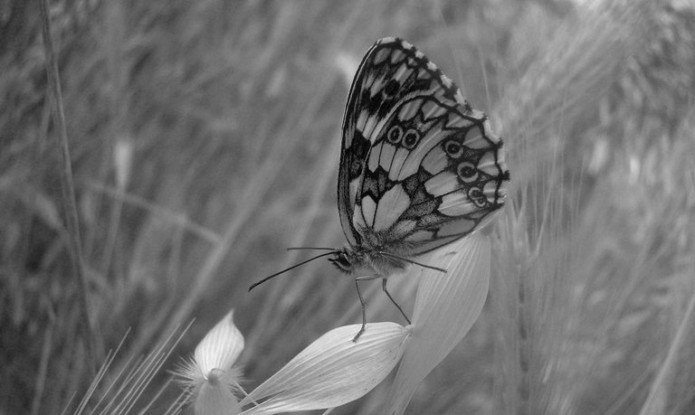 DSC00270 CB malo.jpg