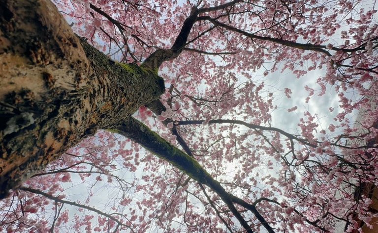 Spring Showers & Sakura Superpowers (Plus Matcha, Obviously)