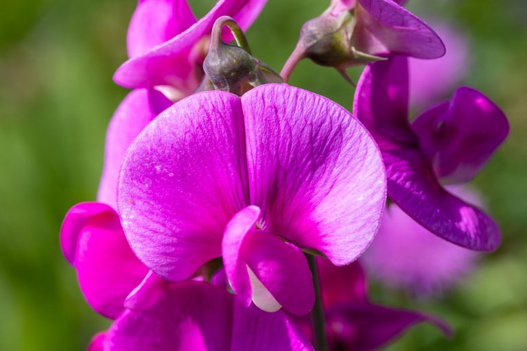 Finding Beauty in the Details: A Macro Photography Walk Along the Canal