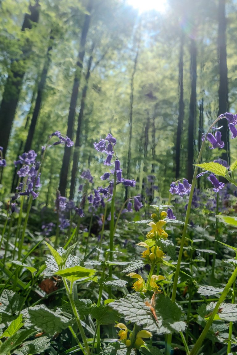 DSCF0798-HDR.jpg