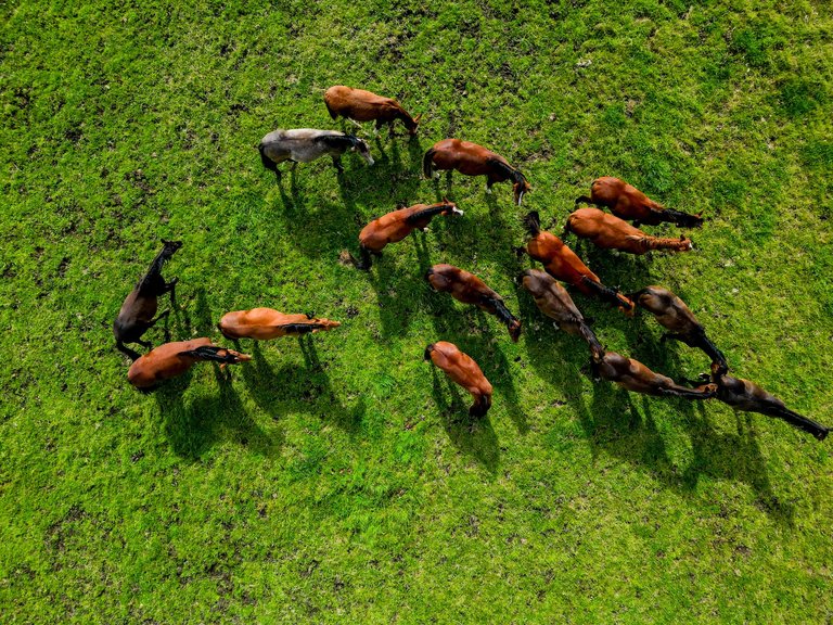 The Power of Perspective: Capturing Horses from Above with the DJI Mini 3 Pro