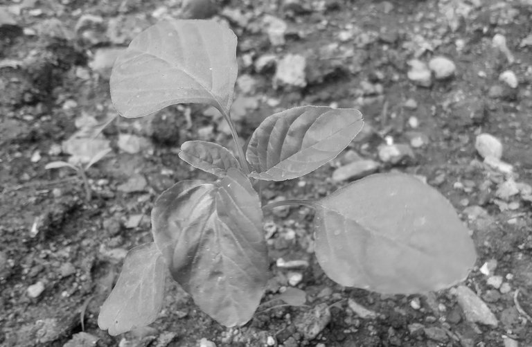 IMG_20250111_121804 copy.jpg