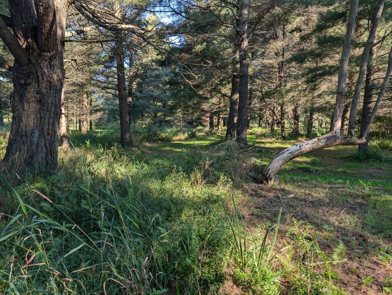 Dewey Durant Park Disc Golf Course